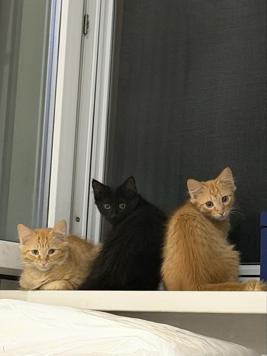 Отдам в хорошие руки котят