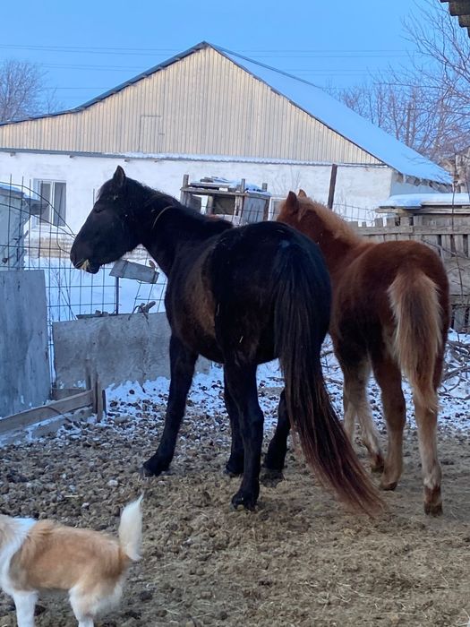 Продается кобыла с жеребенком