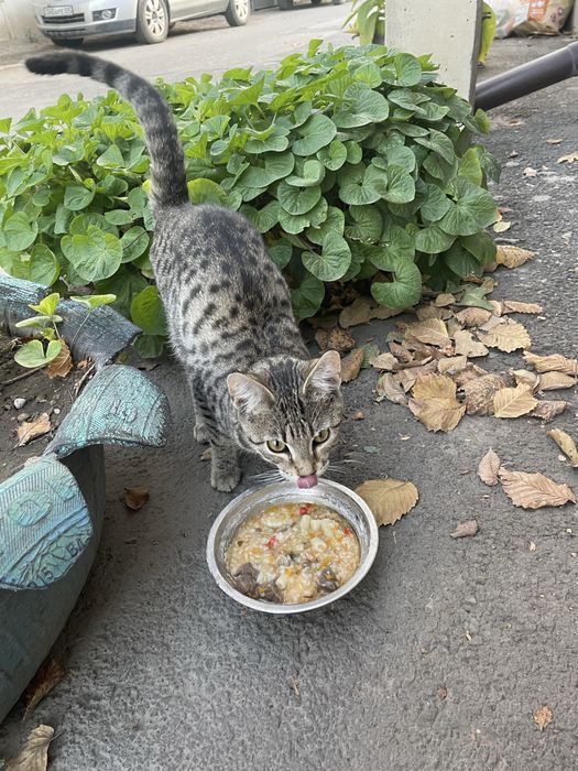 Отдам в хорошие руки котёнка