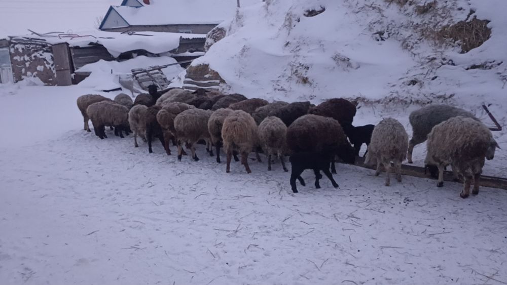 Продам баранов , 10 голов