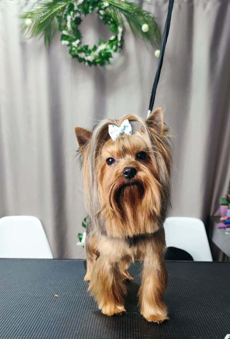 Йоркширски териер