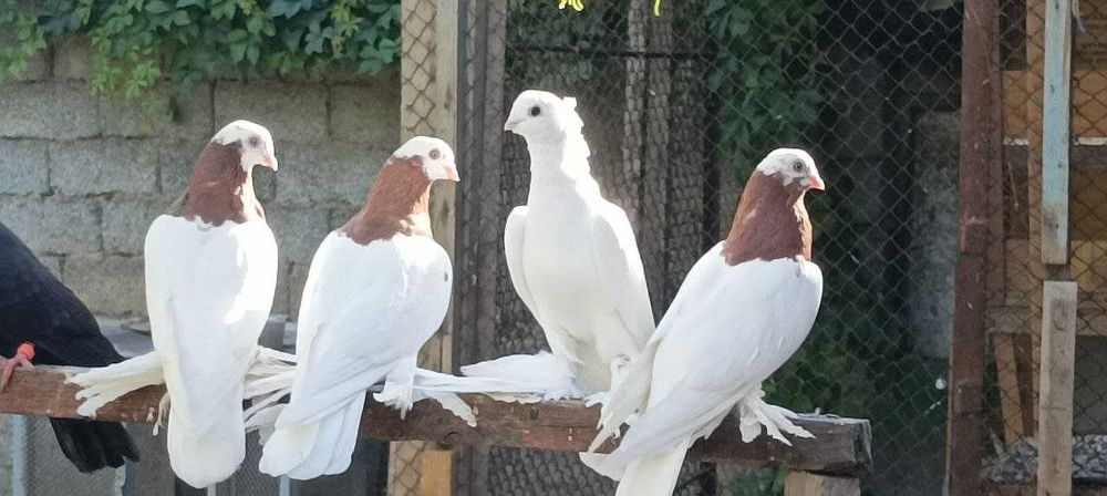 Голуби продаются