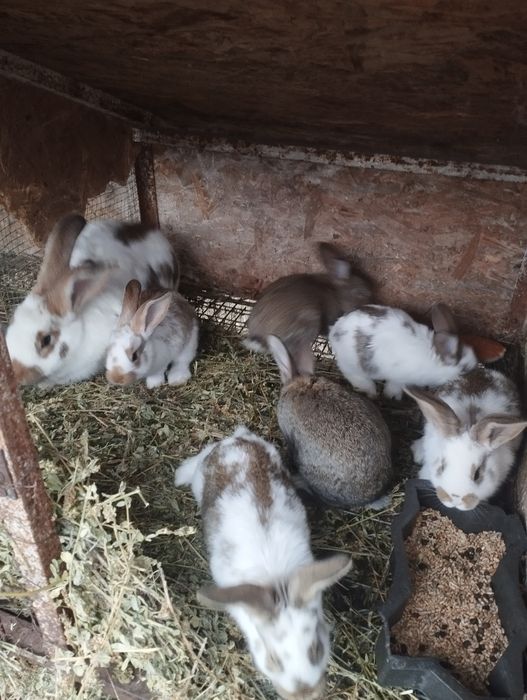 Iepuri mai multe rase