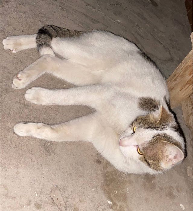 мушук йоколди!!!