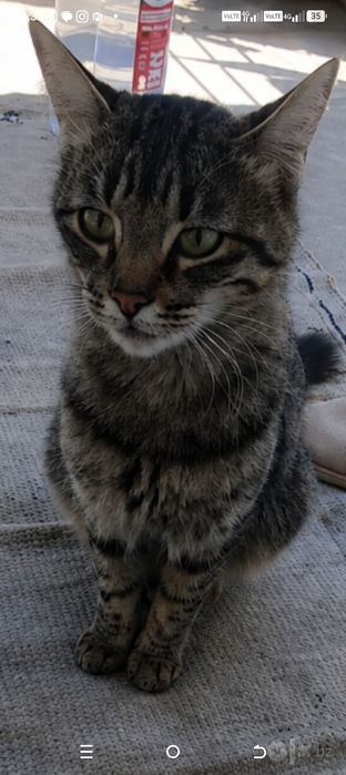 Мушук зоти маин коон