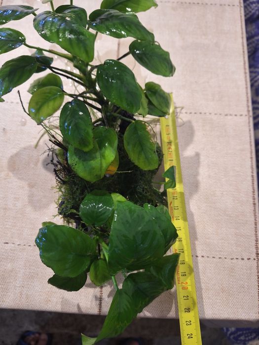 Anubias pe cioate și simplu