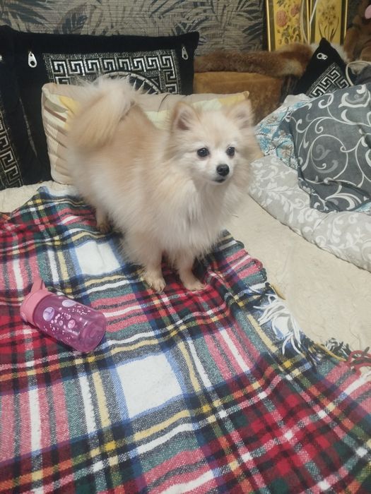 Померан женско  за повече инф на лично