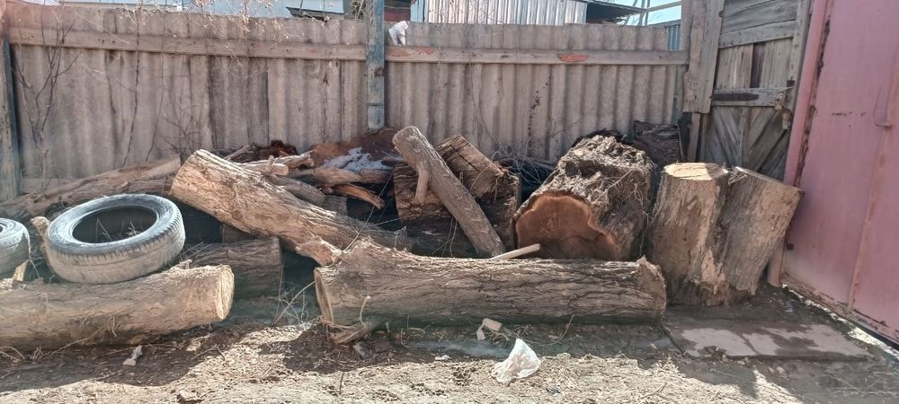 Тал агаштар тегин алып кетиниздер