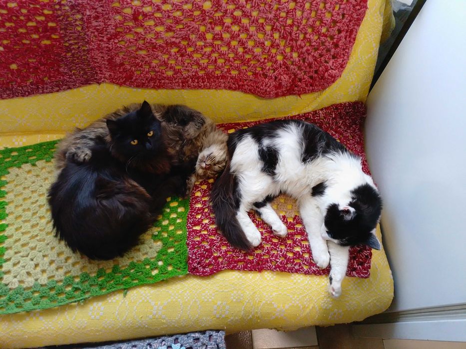 Подарявам котенца , две мъжки и едно женско.