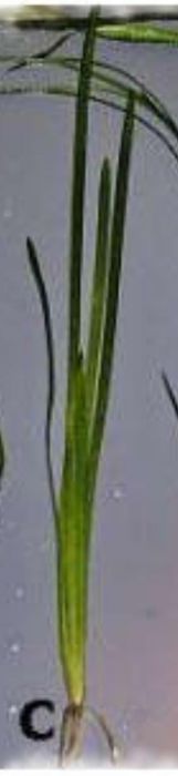 Валлиснерия обыкновенная