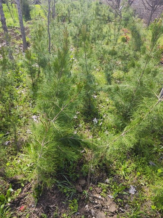 Keparis archasi 1.5-2 metrli