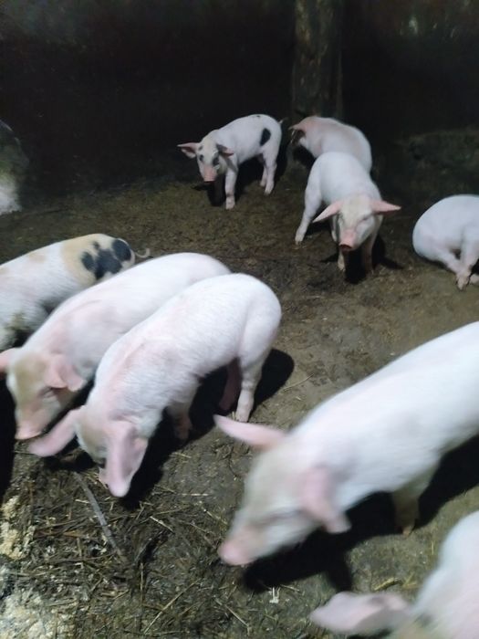 Продам месячных поросят