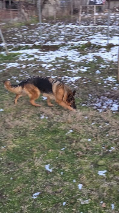 Femelă ciobănesc german