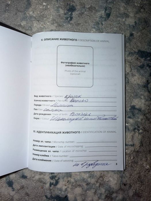 Продам кролика мини-лоп