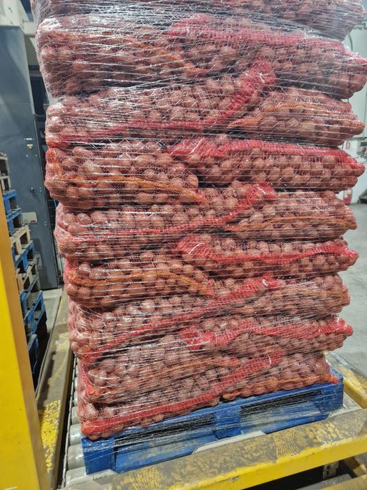 Cartofi de sământă belarosa cat A