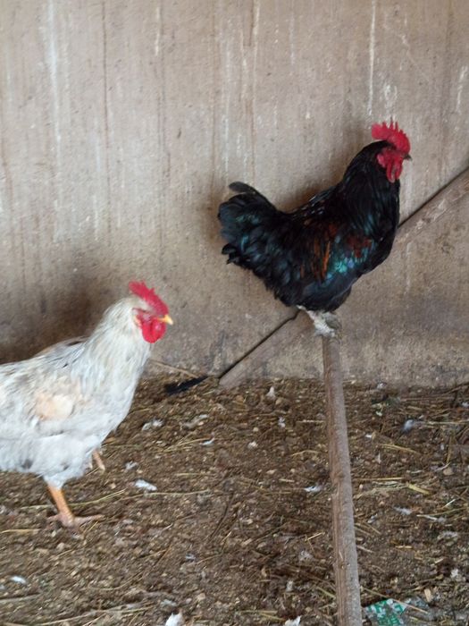 Продам домашних петухов