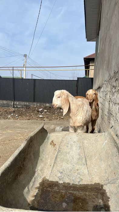 Камори битал коза