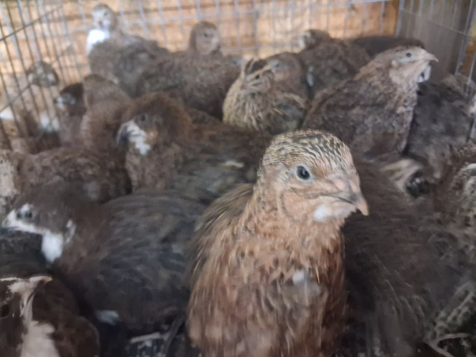 Prepelite preouătoare