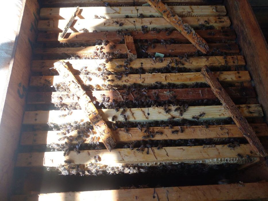 Асал Ари оиласи сотилади 200 та оила  танлаб олсангиз хам булади