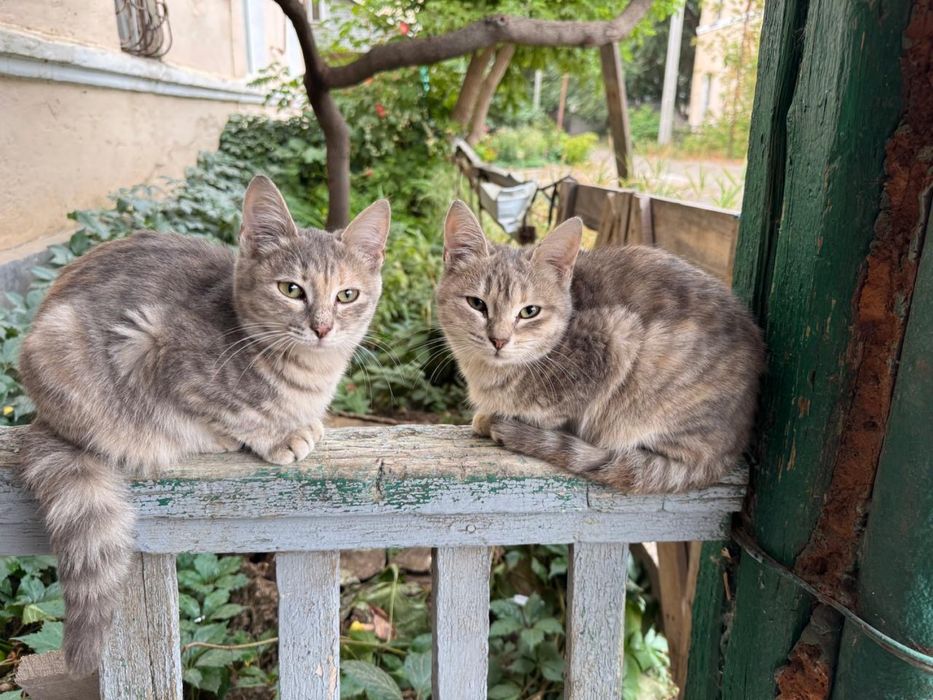 Отдам котят в добрые руки
