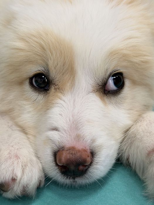 3 женски кученца търсят домове