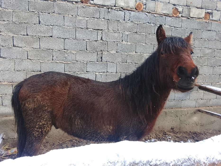 Жылқы, тай, құнан шығар