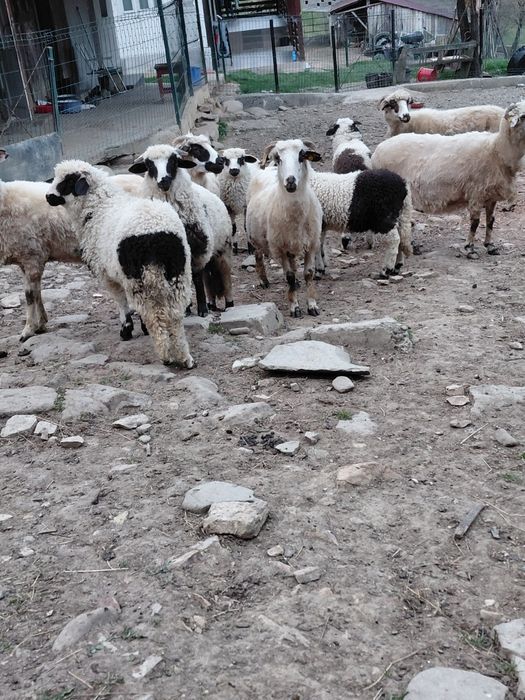 Vând oii cu miei  tinere