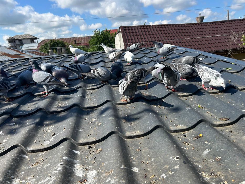 Porumbei  Voiajori  inclusiv   pui vand pe   toti 30   bucati