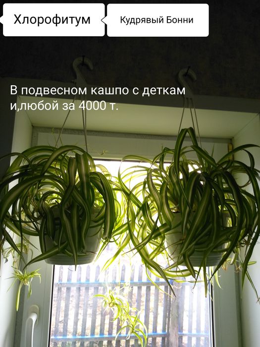 Цветы для дома и офиса