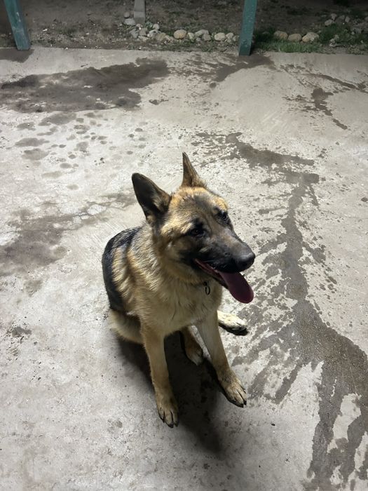 Кобель немецкая овчарка