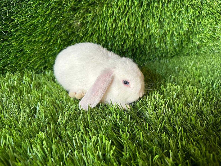 Кролики Kroliki, Quyonlar sotiladi Zotli quyonlar