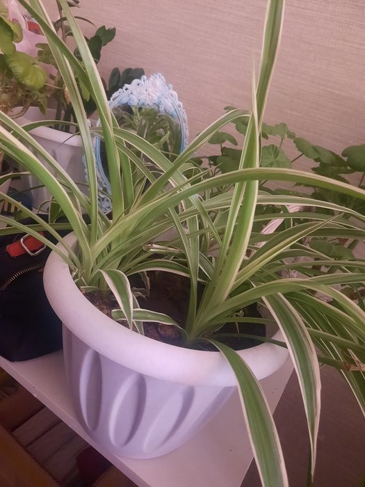 Хлорофитум очиститель воздуха..