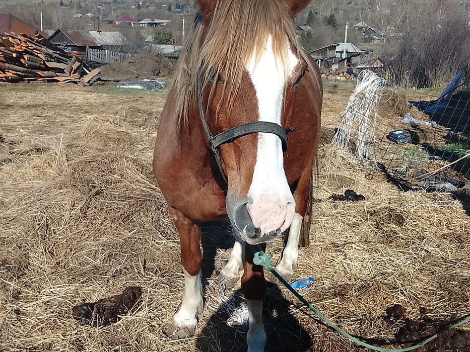 Продам кобылу. Обьезженная. 8 лет.