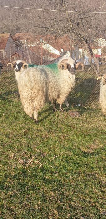 Disponibil berbecii brezi