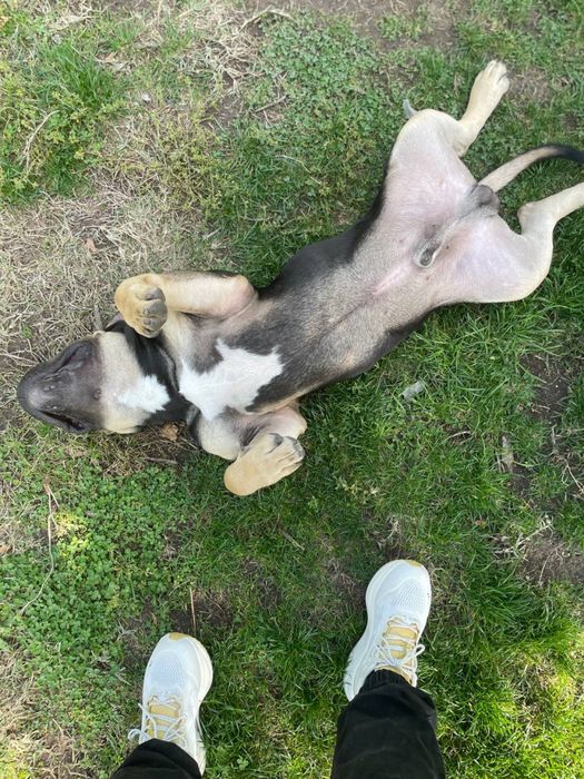 Американско були - покет