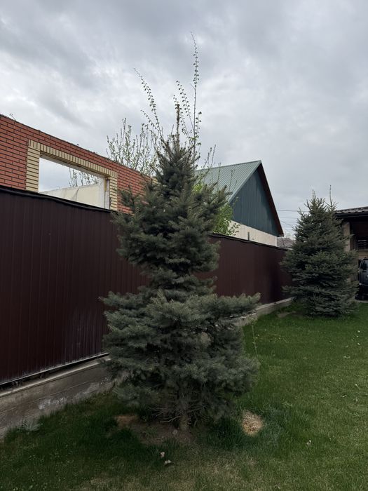 Продам туи, елки, яблони