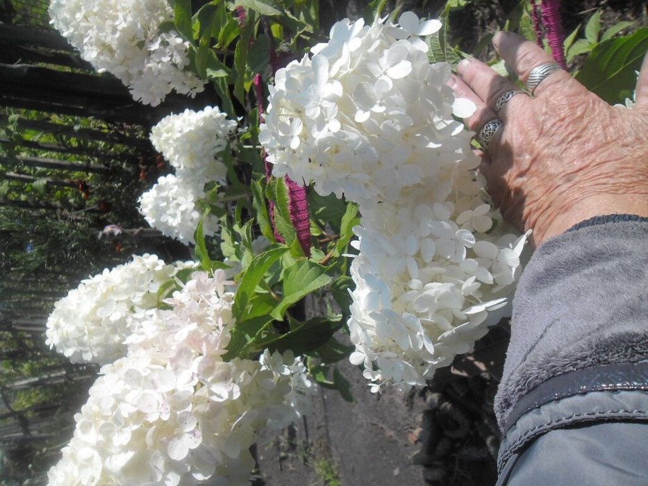 Продам дачу в СО ,, Горизонт,,