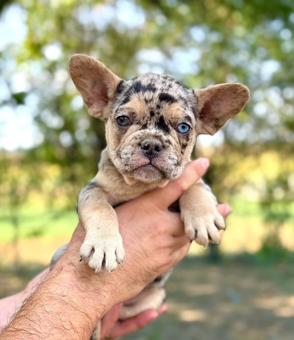Bulldog francez blue merle băiețel
