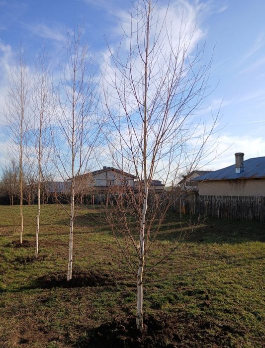 Mesteacăn betula (pendula) cu coajă alba