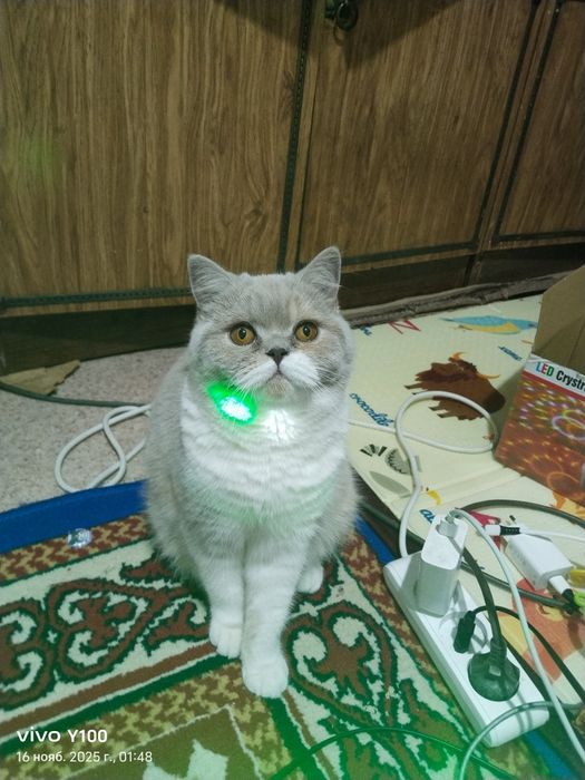 Британский кочка