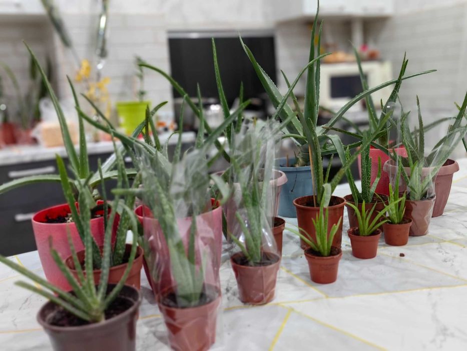 Цветы комнатные растение