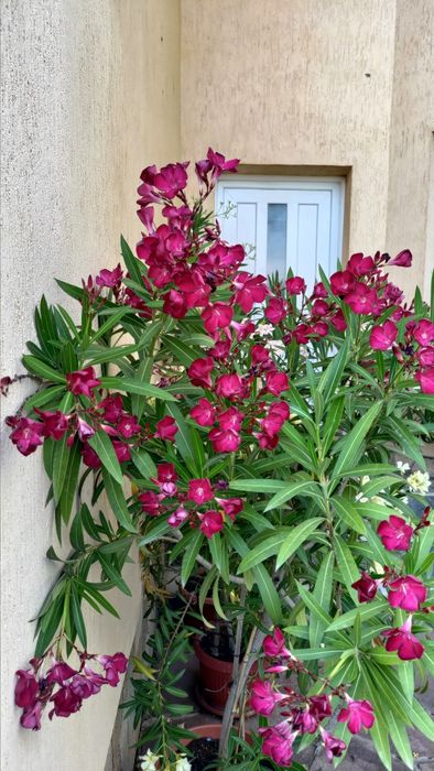 Олеандър/Зокум/Лян/Nerium Oleander