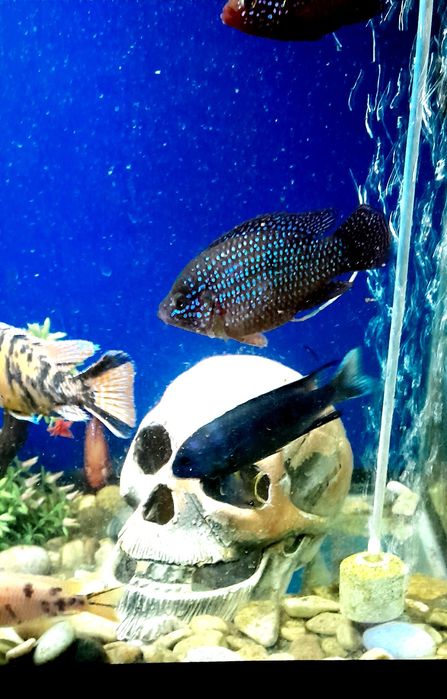 Продам  Африканских  цихлид