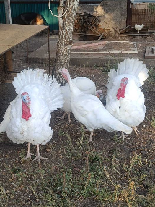 Индюк инкубационное яйцо