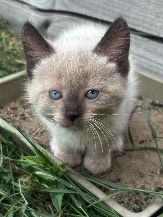 Отдам котят в добрые руки