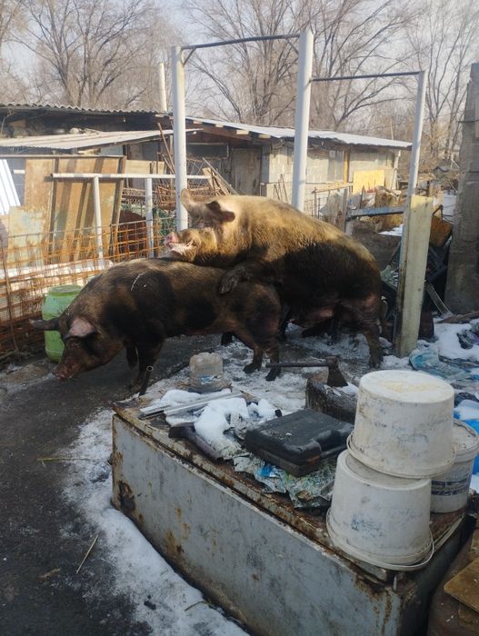 Продам рабочего кабана