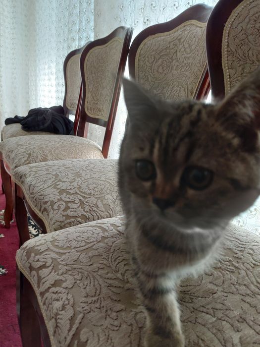 Scottish fold 1 yoshga tolmagan