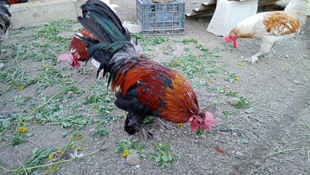 Cocoși americani