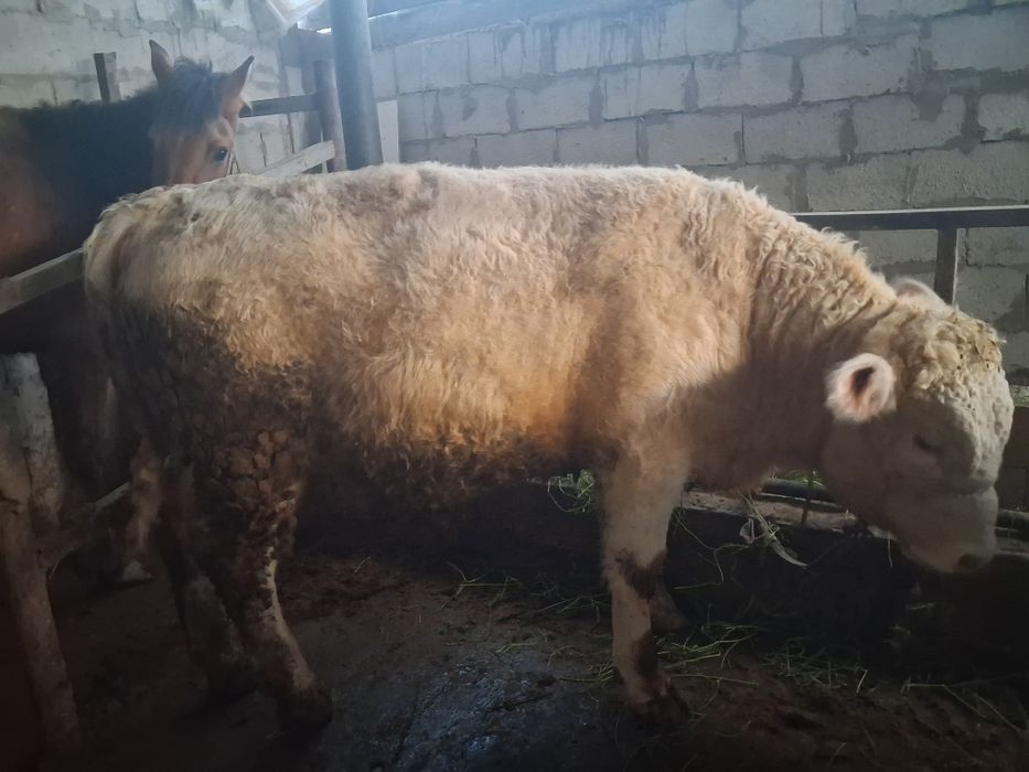 Продаётся бык хороший породы