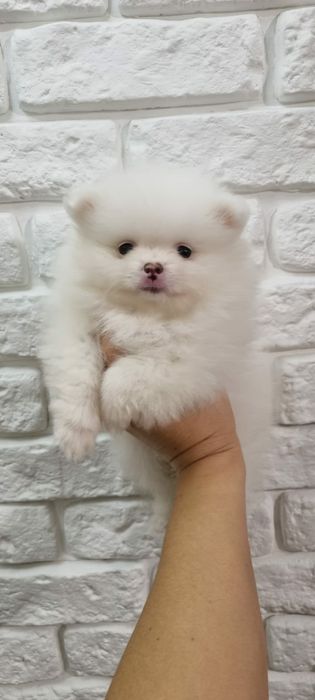 Девочка Шпиц Немецкий